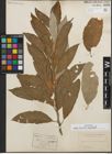 Foto von Salix humilis Marshall